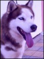 /album/huskies-dos-nossos-internautas-/lobo-jpg-jpg/