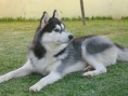 /album/huskies-dos-nossos-internautas-/okami-jpg/
