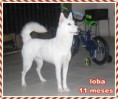 /album/huskies-dos-nossos-internautas-/lobinha16-jpg/
