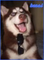 /album/huskies-dos-nossos-internautas-/kenai-jpg/