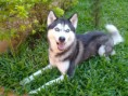 /album/huskies-dos-nossos-internautas-/mitsuki-jpg/