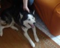 /album/huskies-dos-nossos-internautas-/billy-jpg/