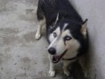 /album/huskies-dos-nossos-internautas-/djuly-jpg/