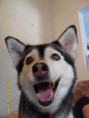 /album/huskies-dos-nossos-internautas-/lady-jpg/